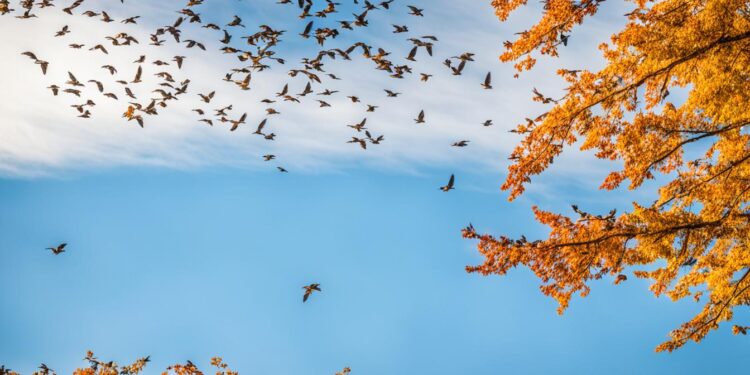 Nature & Wildlife